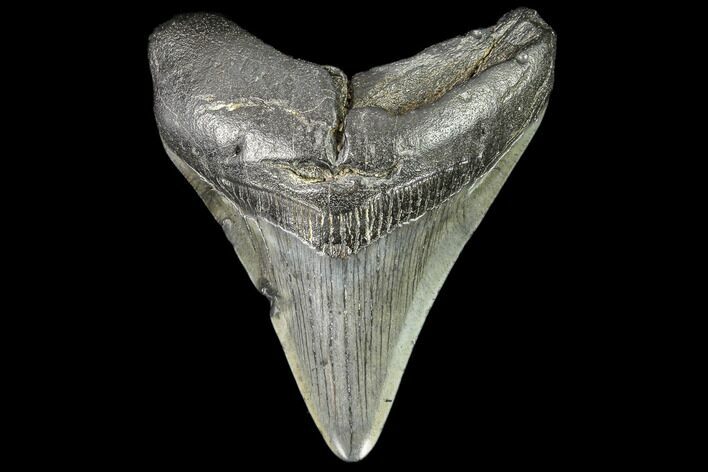 Fossil Megalodon Tooth - Georgia #109328